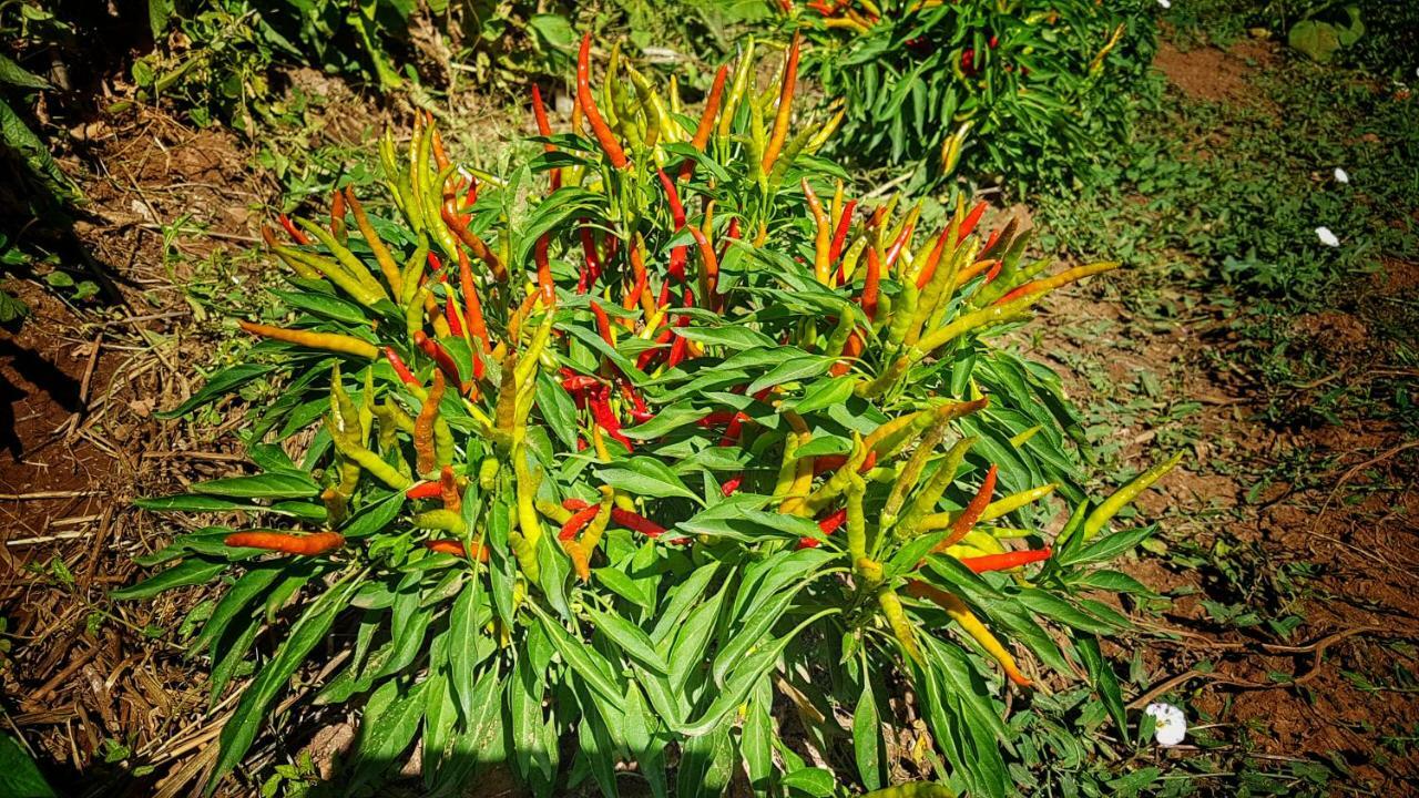 马萨马里蒂马Sonnellino In Maremma别墅 外观 照片